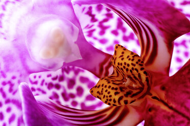 Phalaenopsis, close-up - MJOF000856