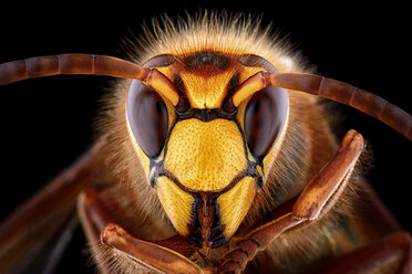 Portrait of European hornet, Vespa crabro - MJOF000855