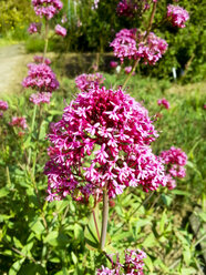 Deutschland, Centranthus ruber im Garten - CSF023146