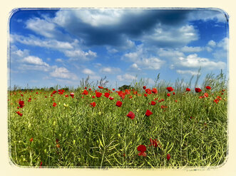 Germany, Poppy field in summer - CSF023151