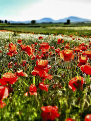 Germany, Poppy field in summer - CSF023153