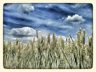 Germany, Wheat field in summer - CSF023162