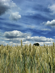 Germany, Wheat field in summer - CSF023163