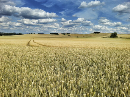 Deutschland, Weizenfeld im Sommer - CSF023164