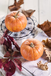 Zwei Miniaturkürbisse, Cucurbita pepo, und Herbstblätter vor weißem Hintergrund - SBDF001380