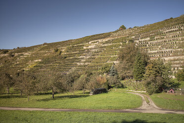 Deutschland, Baden-Württemberg, Mühlhausen, Weinberg im Herbst - SBDF001406