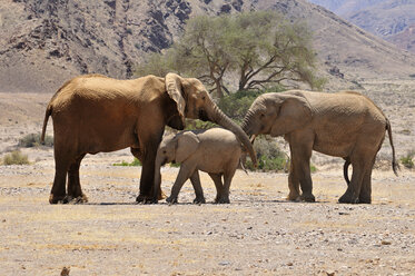 Afrika, Namibia, Kaokoland, Kuh, Kalb und Jungbulle des Afrikanischen Elefanten, Loxodonta africana, am Hoanib-Fluss - ESF001437