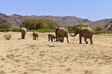 Afrika, Namibia, Kaokoland, Gruppe von sechs afrikanischen Elefanten, Loxodonta africana, am Hoanib-Fluss - ESF001438