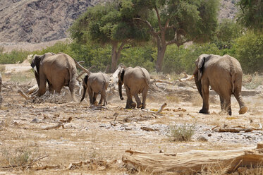 Afrika, Namibia, Kaokoland, Gruppe von vier afrikanischen Elefanten, Loxodonta africana, am Hoanib-Fluss - ESF001439