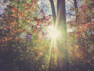 Sun and tree - SARF000972