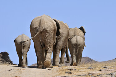 Afrika, Namibia, Kaokoland, Gruppe afrikanischer Elefanten, Loxodonta africana, Rückenansicht - ESF001446