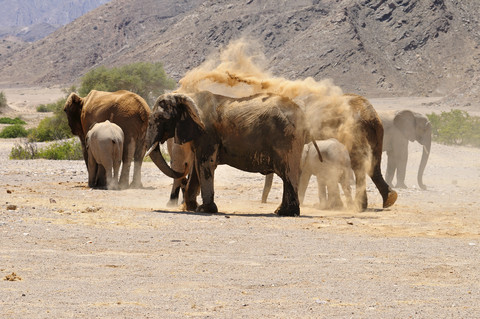 Afrika, Namibia, Kaokoland, Gruppe afrikanischer Elefanten, Loxodonta africana, am Hoanib-Fluss, lizenzfreies Stockfoto