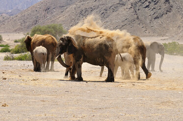 Afrika, Namibia, Kaokoland, Gruppe afrikanischer Elefanten, Loxodonta africana, am Hoanib-Fluss - ESF001447
