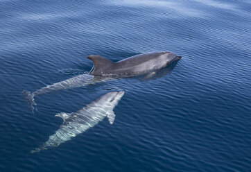 Spain, Andalusia, Bottlenose Dolphins, Tursiops truncatus - KBF000227