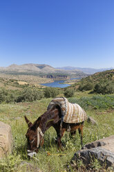 Türkei, Anatolien, Südostanatolien, Provinz Adiyaman, Blick auf den Stausee Atatuerk Dam, Esel - SIEF006202