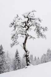 Österreich, Bundesland Salzburg, Altenmarkt-Zauchensee, Baum im Winter - HHF004944