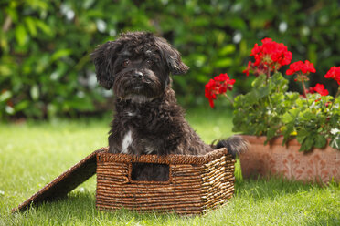 Bolonka Zwetna sitting in a basket on a meadow - HTF000505