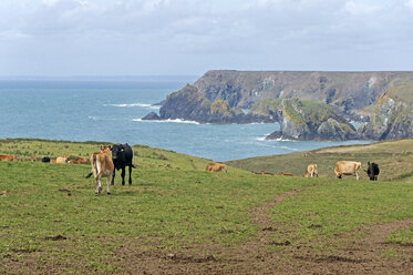 United Kingdom, England, Cornwall, Lizard, Herd of cows at Lizard Point - FRF000071