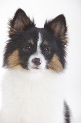 Porträt eines Mischlingshundes vor weißem Hintergrund - HTF000507