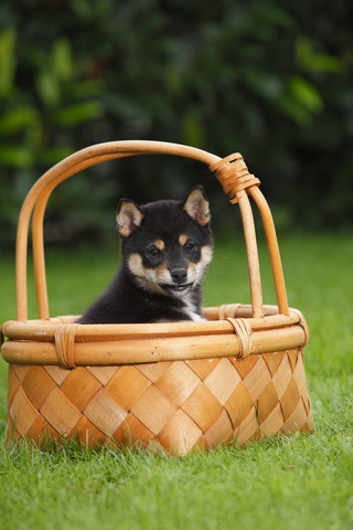 Shiba Inu-Welpe in einem Korb auf einer Wiese sitzend, lizenzfreies Stockfoto