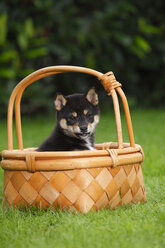 Shiba Inu-Welpe in einem Korb auf einer Wiese sitzend - HTF000514