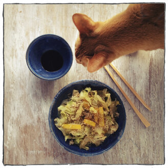 Wok dish with cabbage and rice and cat - EVGF000956