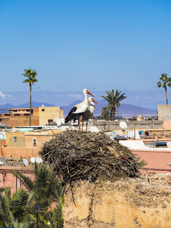Afrika, Marokko, Marrakesch, El Badi Palace, Weißstörche, Ciconia ciconia, im Nest - AMF003122