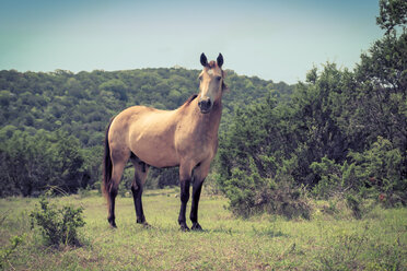 Horse, Texas, USA - ABAF001552