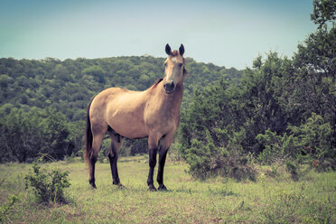 Pferd, Texas, USA - ABAF001552