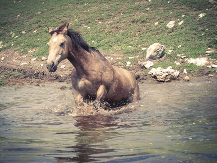 Quarter Horse beim Baden in einem Teich, Texas, USA - ABAF001559