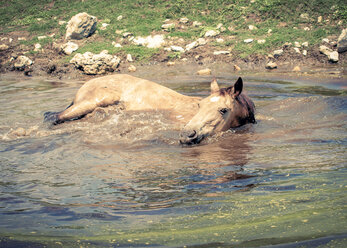 Quarter Horse beim Baden in einem Teich, Texas, USA - ABAF001560