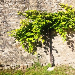 Grape vine at stone wall - GSF000926