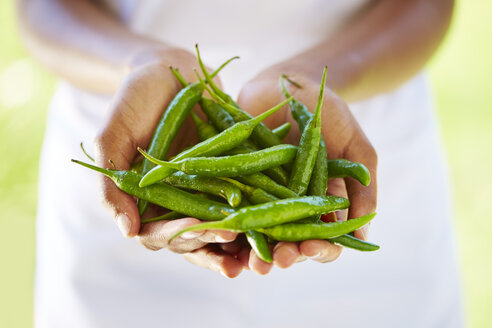 Woman's hands holding green chili peppers - ZEF001887