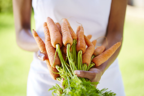 Frauenhände halten ein Bündel Karotten, lizenzfreies Stockfoto