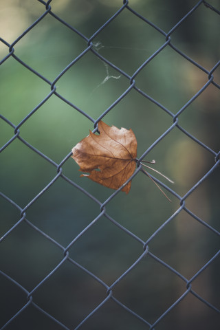 Autumn leaf at wire fence stock photo