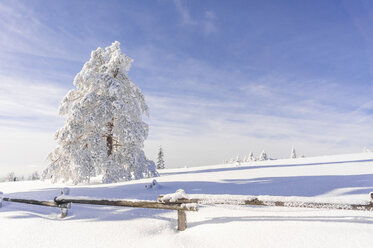Deutschland, Baden-Württemberg, Schwarzwald, schneebedeckte Tanne im Sonnenlicht - PUF000184