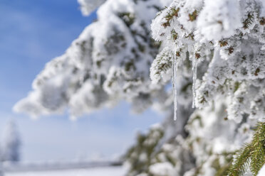 Schneebedeckter Tannenzweig mit Eiszapfen - PUF000185