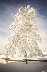 Deutschland, Baden-Württemberg, Schwarzwald, schneebedeckte Tanne im Sonnenlicht - PUF000187