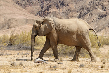 Afrika, Namibia, Kaokoland, Kuh des seltenen namibischen Wüstenelefanten, Loxodonta africana, am Hoanib-Fluss - ESF001450