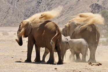 Afrika, Namibia, Kaokoland, Gruppe von vier seltenen namibischen Wüstenelefanten, Loxodonta africana, am Hoanib-Fluss - ESF001451