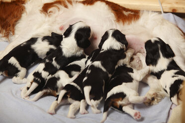 Cavalier King Charles Spaniel säugt Welpen - HTF000517