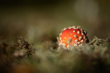 Fliegenpilz, Amanita muscaria - MJOF000861