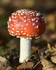 Fliegenpilz, Amanita muscaria - MJOF000862