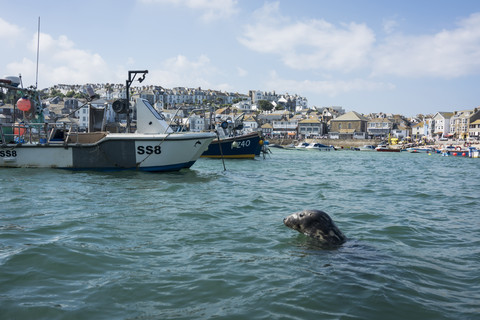 UK, England, Cornwall, St. Ives, Boote und Robben an der Küste, lizenzfreies Stockfoto