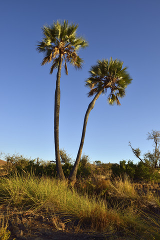 Namibia, Kunene, Damaraland, Borassus aethiopum im Uniab-Flusstal, lizenzfreies Stockfoto