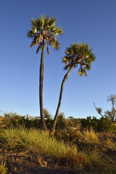 Namibia, Kunene, Damaraland, Borassus aethiopum im Uniab-Flusstal - ESF001455