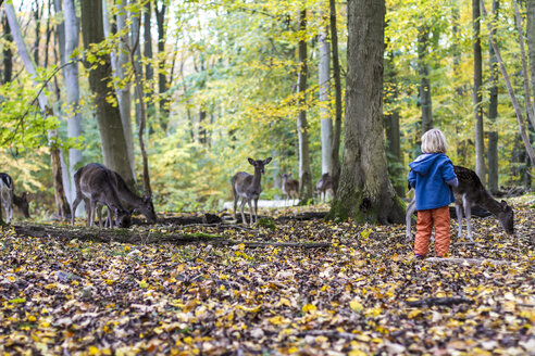 Kleines Mädchen beobachtet Rehe in einem Wildgehege - JFEF000521