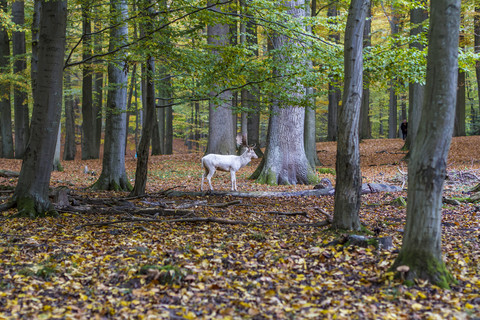 Germany, Schleswig-Holstein, Kiel, white stag in a game preserve stock photo