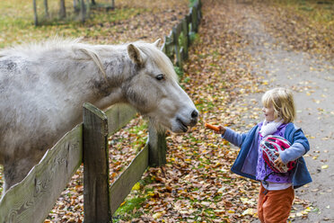 Kleines Mädchen füttert Pferd - JFEF000523
