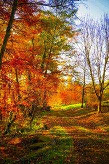 Deutschland, Odenwald, Waldweg im Herbst - PUF000206